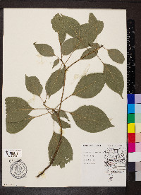 Cornus alternifolia image