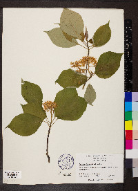 Cornus alternifolia image