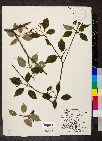 Cornus alternifolia image