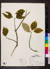 Cornus alternifolia image