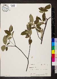 Cornus obliqua image