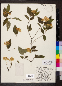 Cornus racemosa image