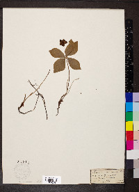 Cornus canadensis image