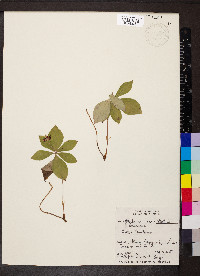 Cornus canadensis image