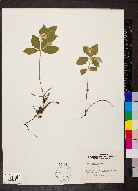 Cornus canadensis image