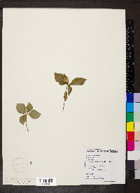 Cornus canadensis image