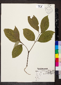 Cornus drummondii image