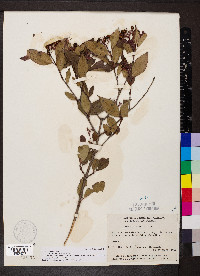 Cornus racemosa image