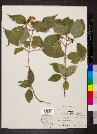 Cornus racemosa image