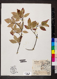 Cornus racemosa image