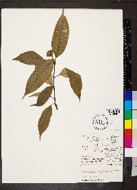 Psychotria urbaniana image