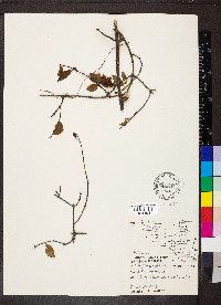 Chiococca alba image