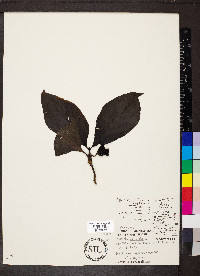 Morinda citrifolia image