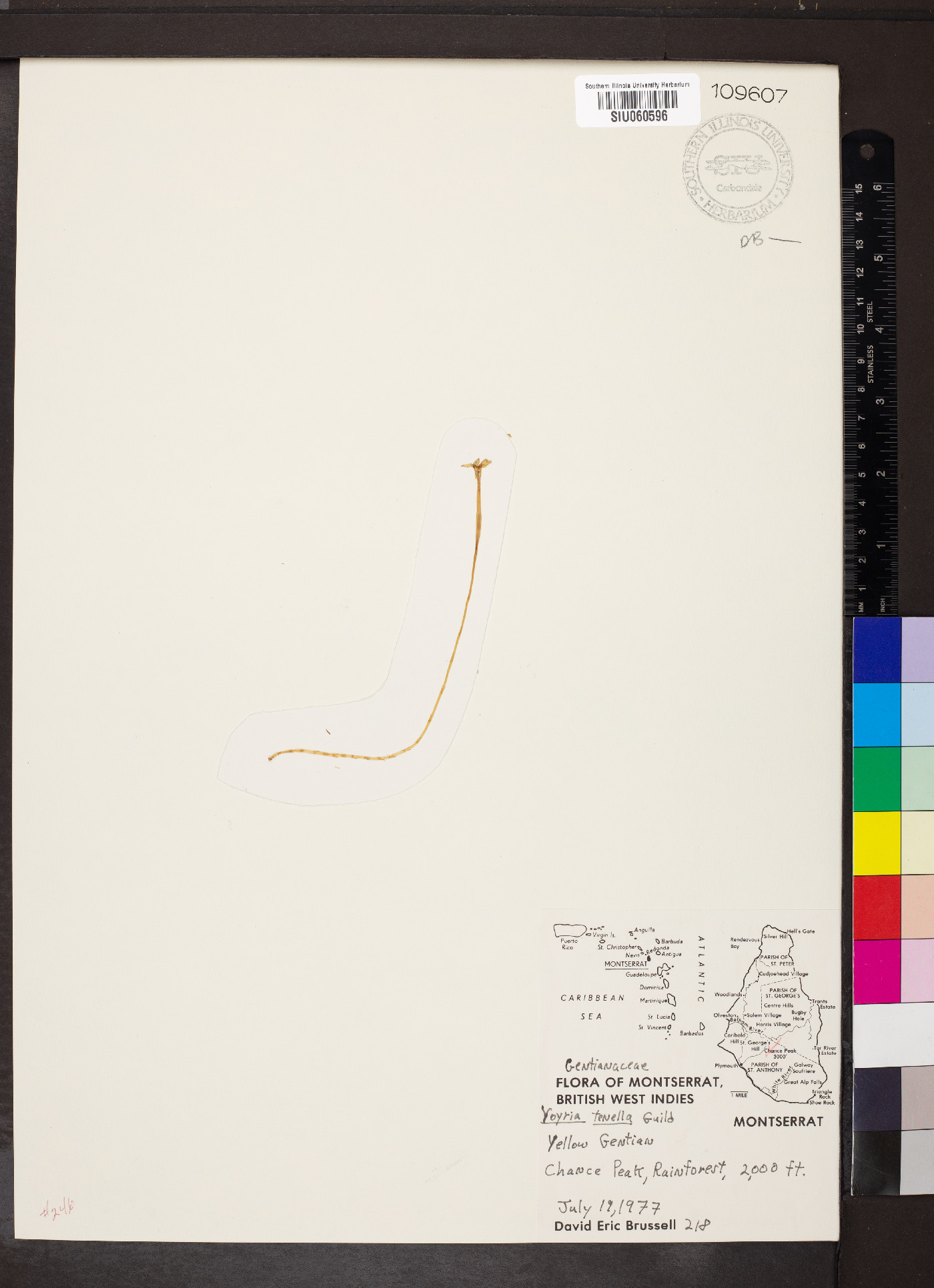 Voyria tenella image