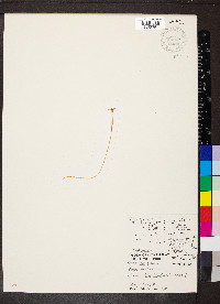 Voyria tenella image
