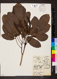 Tabebuia heterophylla image