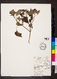 Nepeta cataria image