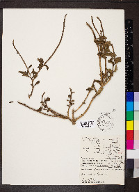 Stachytarpheta cayennensis image