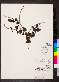 Stachytarpheta cayennensis image
