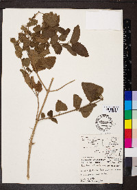 Lantana reticulata image