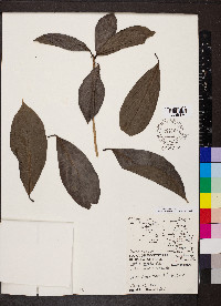 Cordia laevigata image