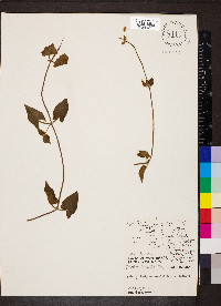 Thunbergia alata image