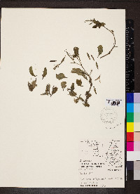 Ruellia tuberosa image