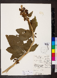 Acnistus arborescens image