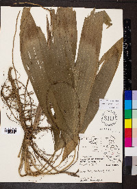 Asplundia rigida image