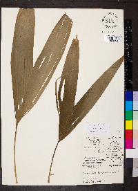 Asplundia rigida image