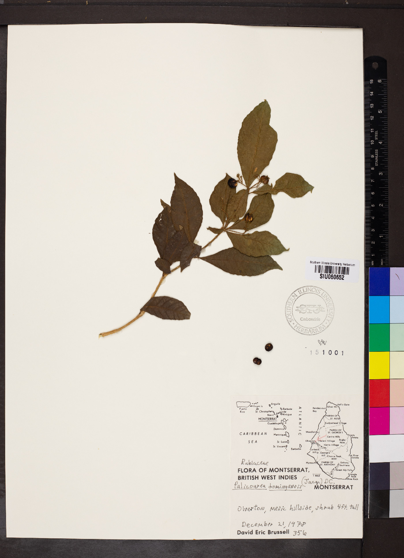 Palicourea domingensis image