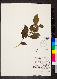 Palicourea domingensis image