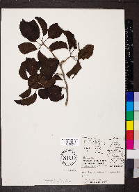 Guettarda ovalifolia image