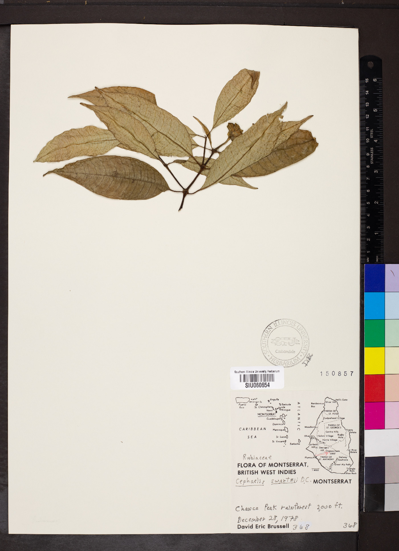 Psychotria urbaniana image