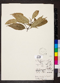Psychotria urbaniana image