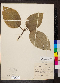 Nyssa aquatica image