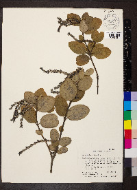 Garrya buxifolia image