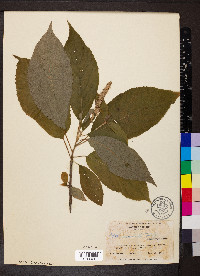 Clethra acuminata image