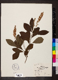 Clethra alnifolia image