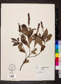 Clethra alnifolia image