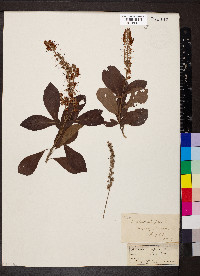 Clethra alnifolia image