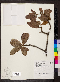 Clethra lanata image