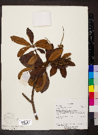 Clethra lanata image