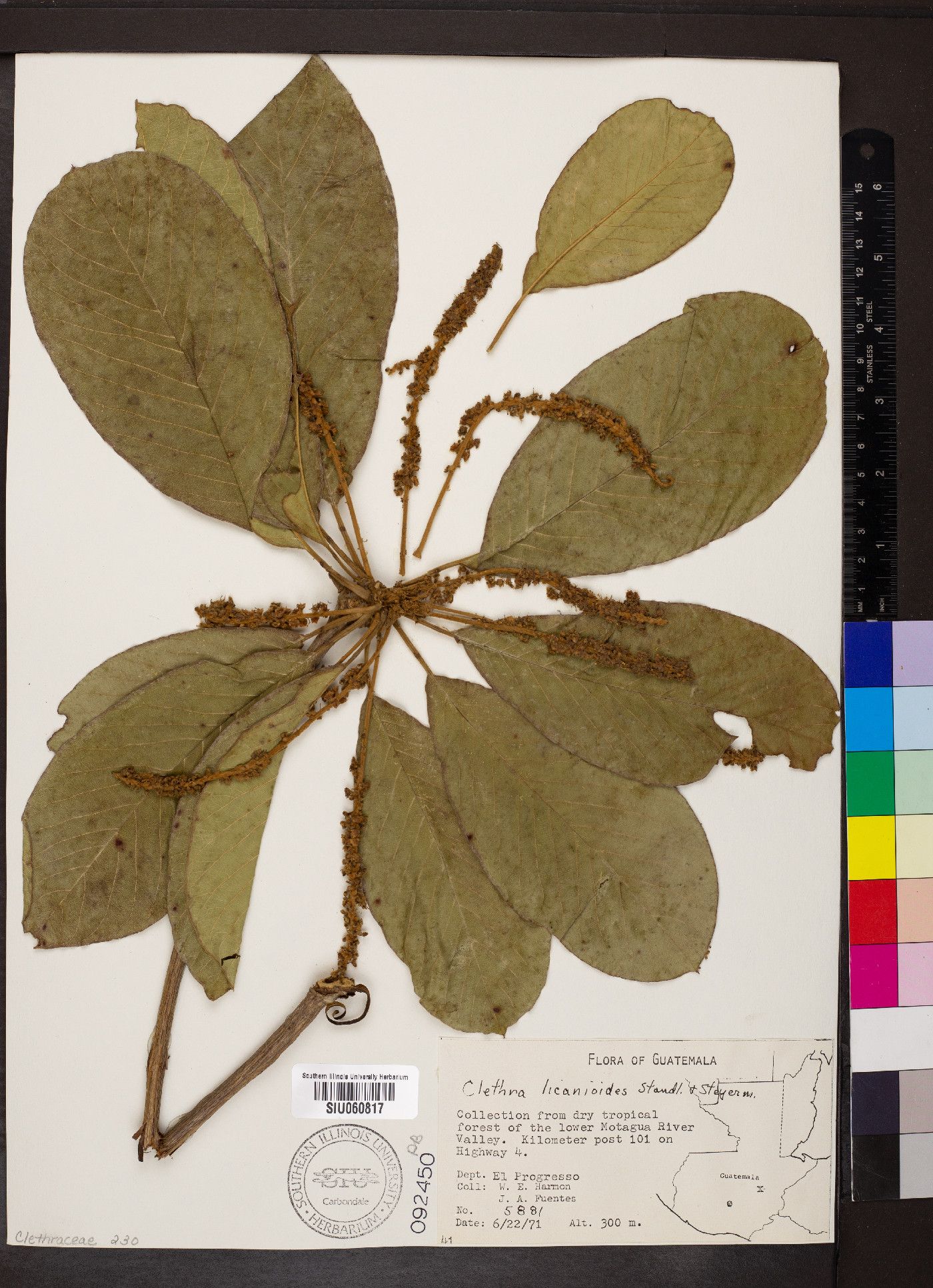 Clethra licanioides image