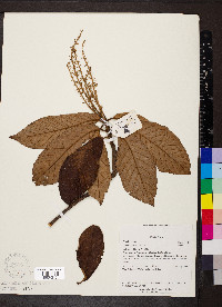 Clethra mexicana image