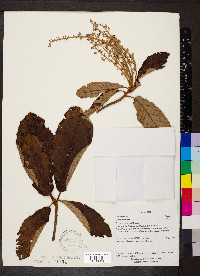 Clethra mexicana image