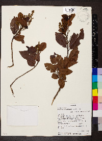 Clethra ovalifolia image