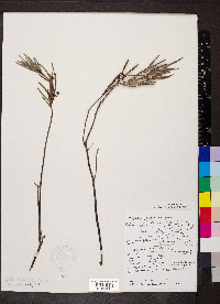Andromeda polifolia image