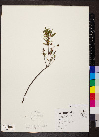 Andromeda polifolia image