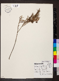 Andromeda polifolia image